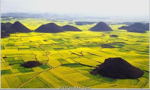 羅平油菜花印象圖片
