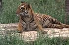 重慶野生動物世界圖片