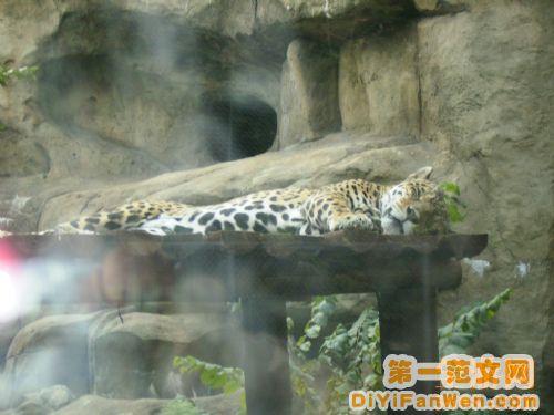 莫斯科動物園圖片