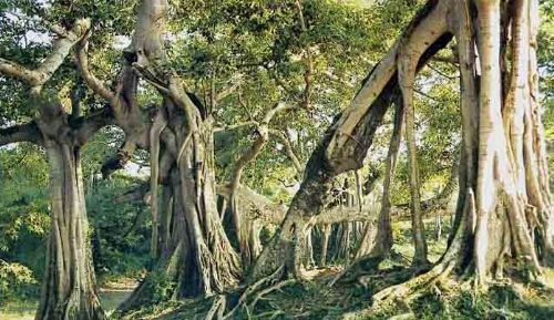 西雙版納熱帶雨林圖片
