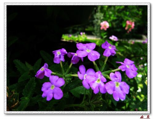 紫竹園走馬觀花圖片