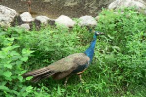北京動物園組圖（4）圖片