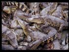 海南南泰鱷魚湖動物園