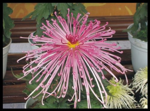 上海世紀公園看菊花圖片