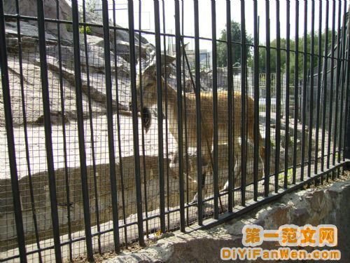 莫斯科動物園圖片