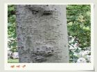 南京雞鳴寺