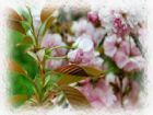 大連龍王塘櫻花園