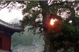北京大覺寺組圖（4）圖片