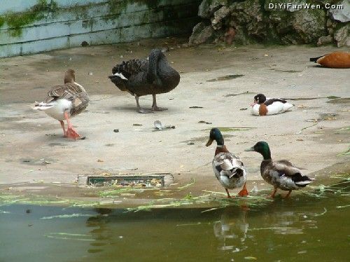 上海動物園圖片