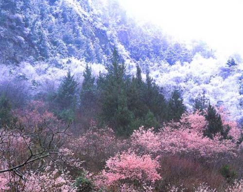 四川米亞羅圖片