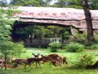 合肥野生動物園