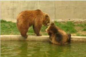 北京動物園組圖（3）圖片