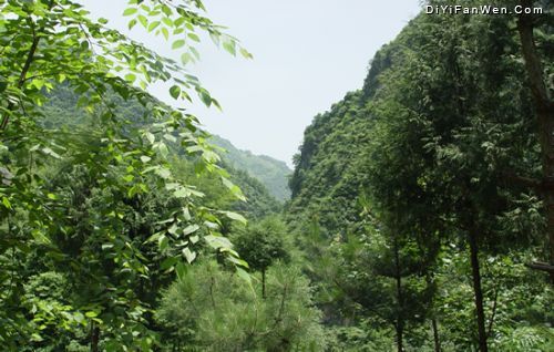 浙西大竹海圖片