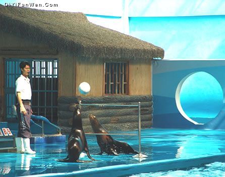 海豚表演館圖片