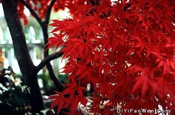 棲霞山圖片