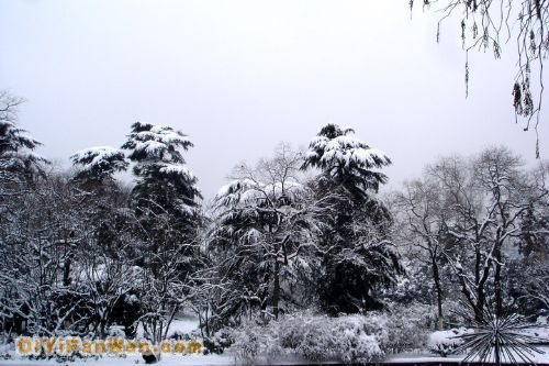 南京連日雪紛紛圖片