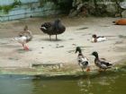 上海動物園