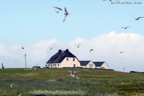 seagull圖片