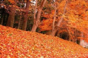 香山紅葉圖片