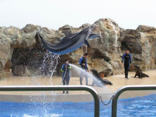 香港海洋公園圖片