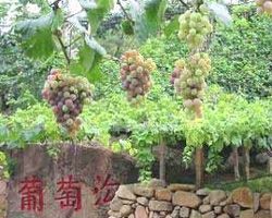 葡萄溝圖片