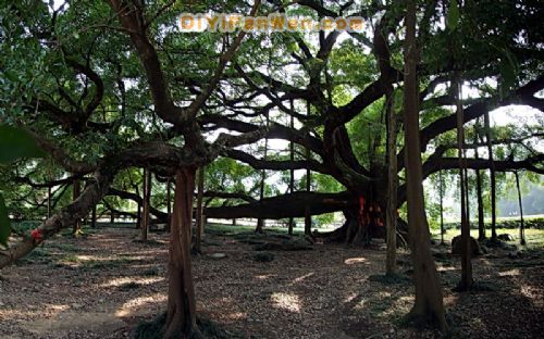 廣西桂林大榕樹公園圖片