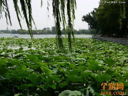 大明湖的荷花圖片
