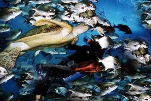 北海海底世界圖片