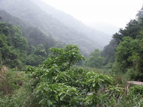 白龍潭風景區圖片