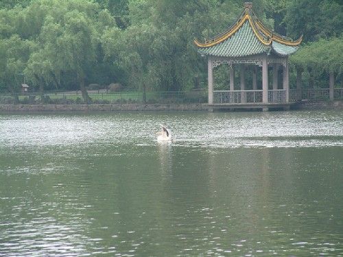 上海動物園圖片