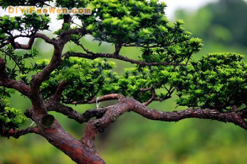 順德陳村木石小景圖片