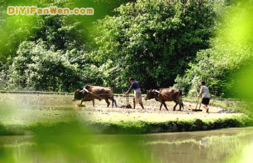 茂蘭國家級自然保護區圖片