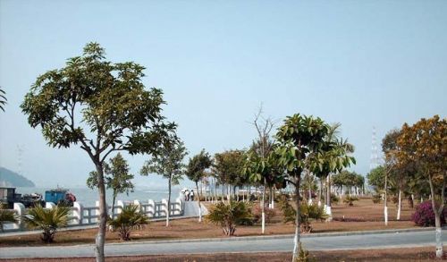 海上花園鼓浪嶼圖片