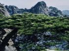 始信峰