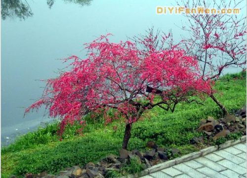 荊州古城圖片