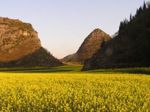雲南羅平油菜花圖片