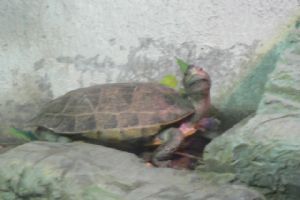 北京動物園組圖（4）圖片