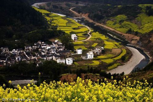 安徽石潭油菜花海圖片