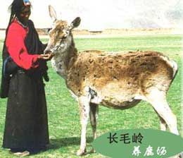 長毛嶺養鹿場圖片