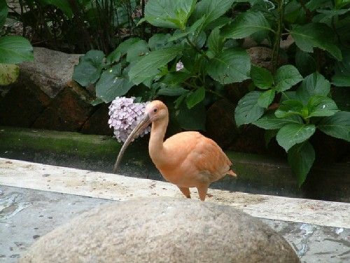 上海動物園圖片