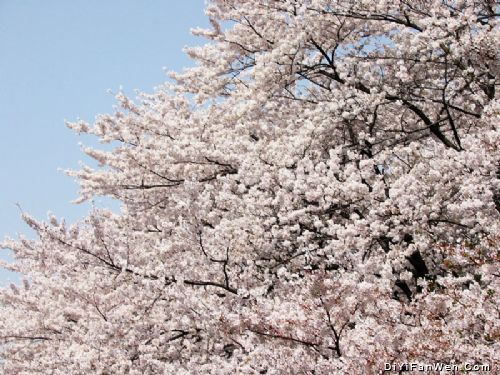 上野公園のお花見圖片