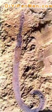 帽天山動物化石群圖片
