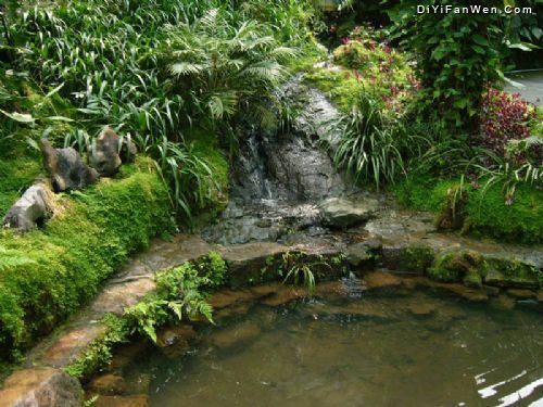 仙湖植物園圖片