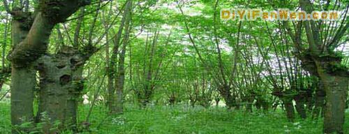 水西國家森林公園圖片