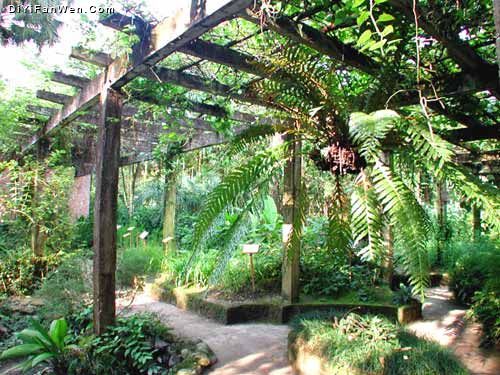 廣西藥用植物園圖片