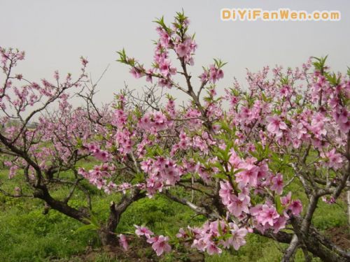 桃花源風景圖片