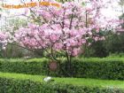 廣西柳侯公園