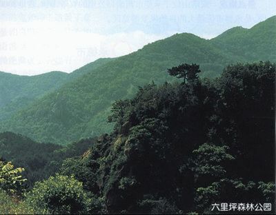 六里坪森林公園圖片