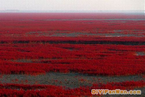 遼寧盤錦紅海灘美景圖片