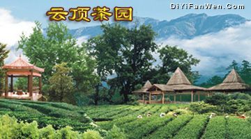雲頂山茶園圖片